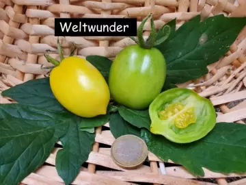 Weltwunder
