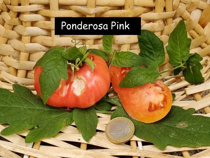 Ponderosa Pink