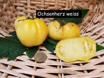 Ochsenherz weiss