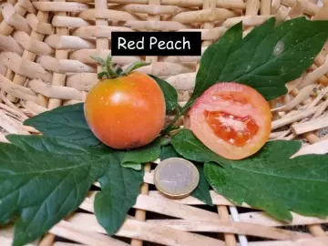 Red Peach