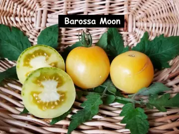 Barossa Moon (Dwarf)