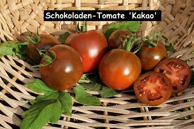 Schokoladen-Tomate 'Kakao'