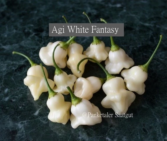 Agi White Fantasy