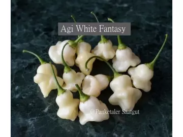 Agi White Fantasy