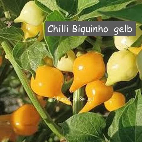 Chilli Biquinho  gelb