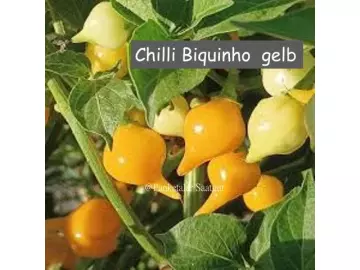 Chilli Biquinho  gelb