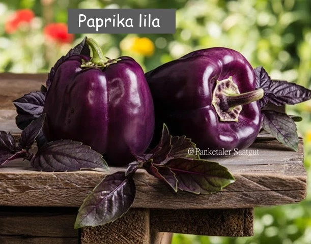 Lila Paprika