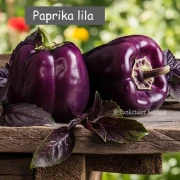 Lila Paprika