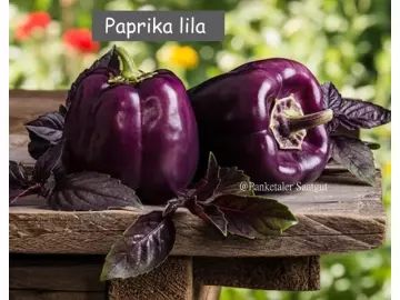 Lila Paprika
