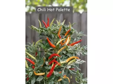 Chili Hot Palette