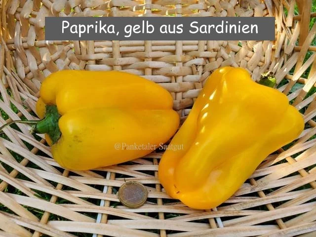 Paprika, gelb aus Sardinien