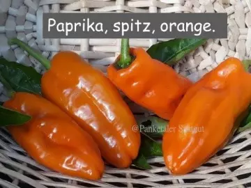 Paprika, spitz, orange.
