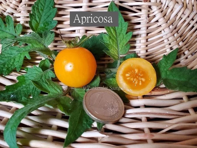 Apricosa