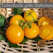 Tschechische gelbe Stabtomate