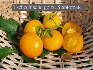 Tschechische gelbe Stabtomate