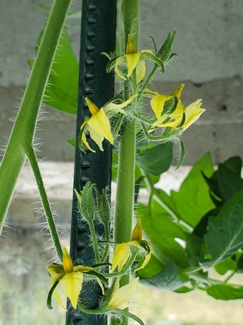 Tschechische gelbe Stabtomate