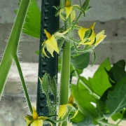 Tschechische gelbe Stabtomate