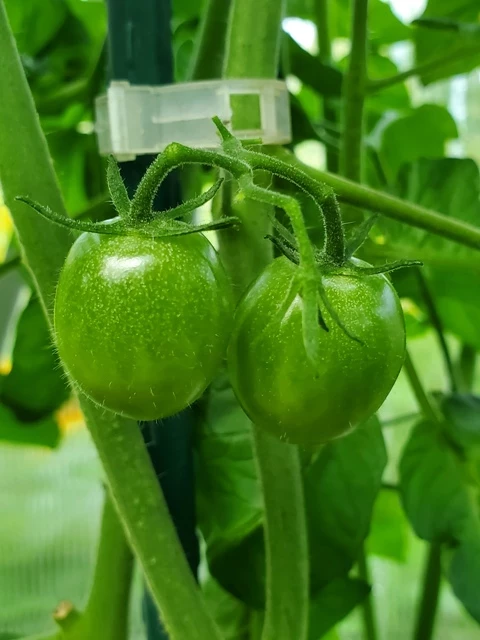 Cherrytomate (klein,rund,weinrot