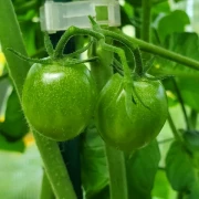 Cherrytomate (klein,rund,weinrot