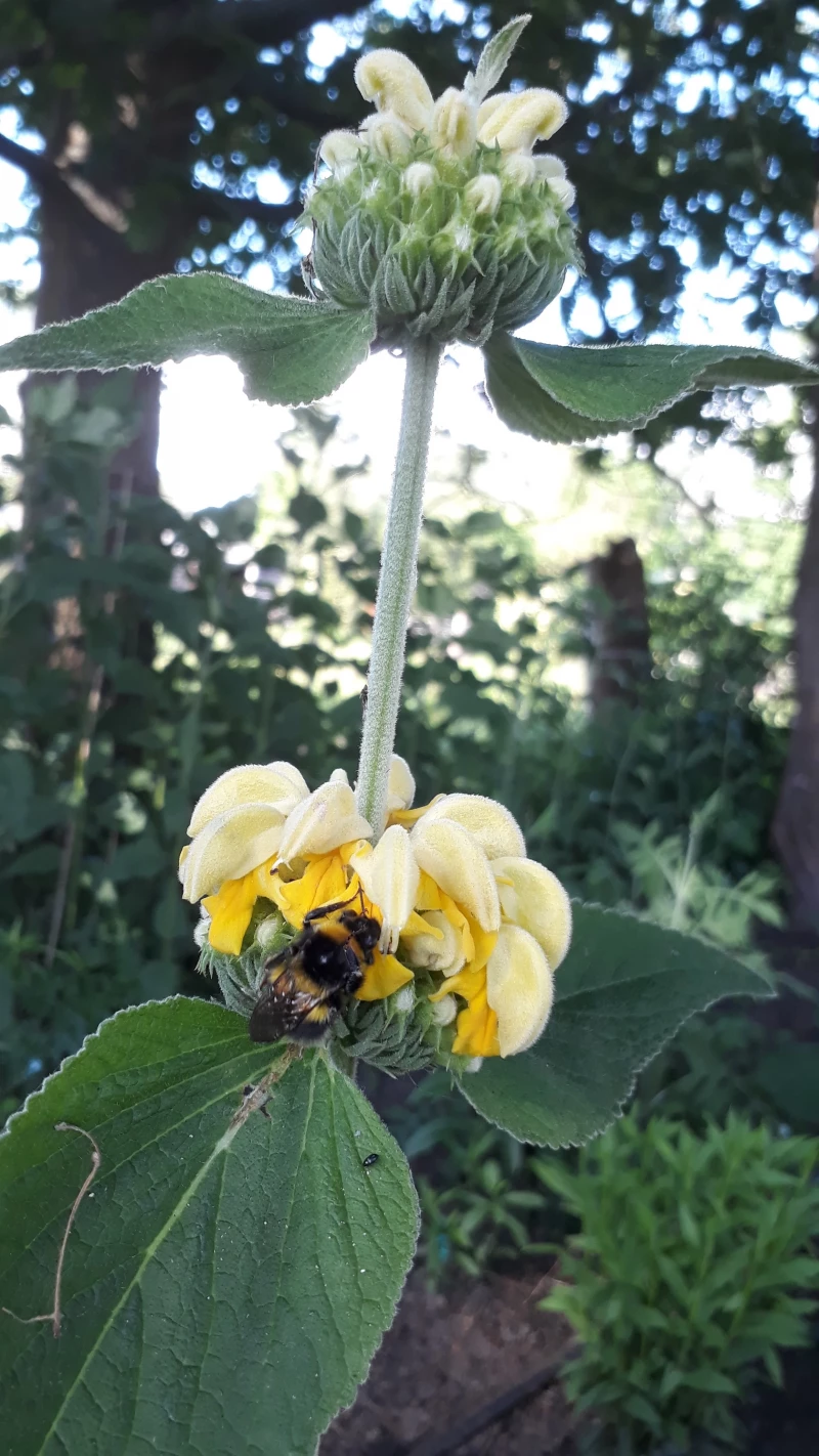 Hellgelbes Brandkraut - Phlomis russeliana