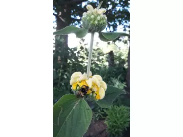 Hellgelbes Brandkraut - Phlomis russeliana