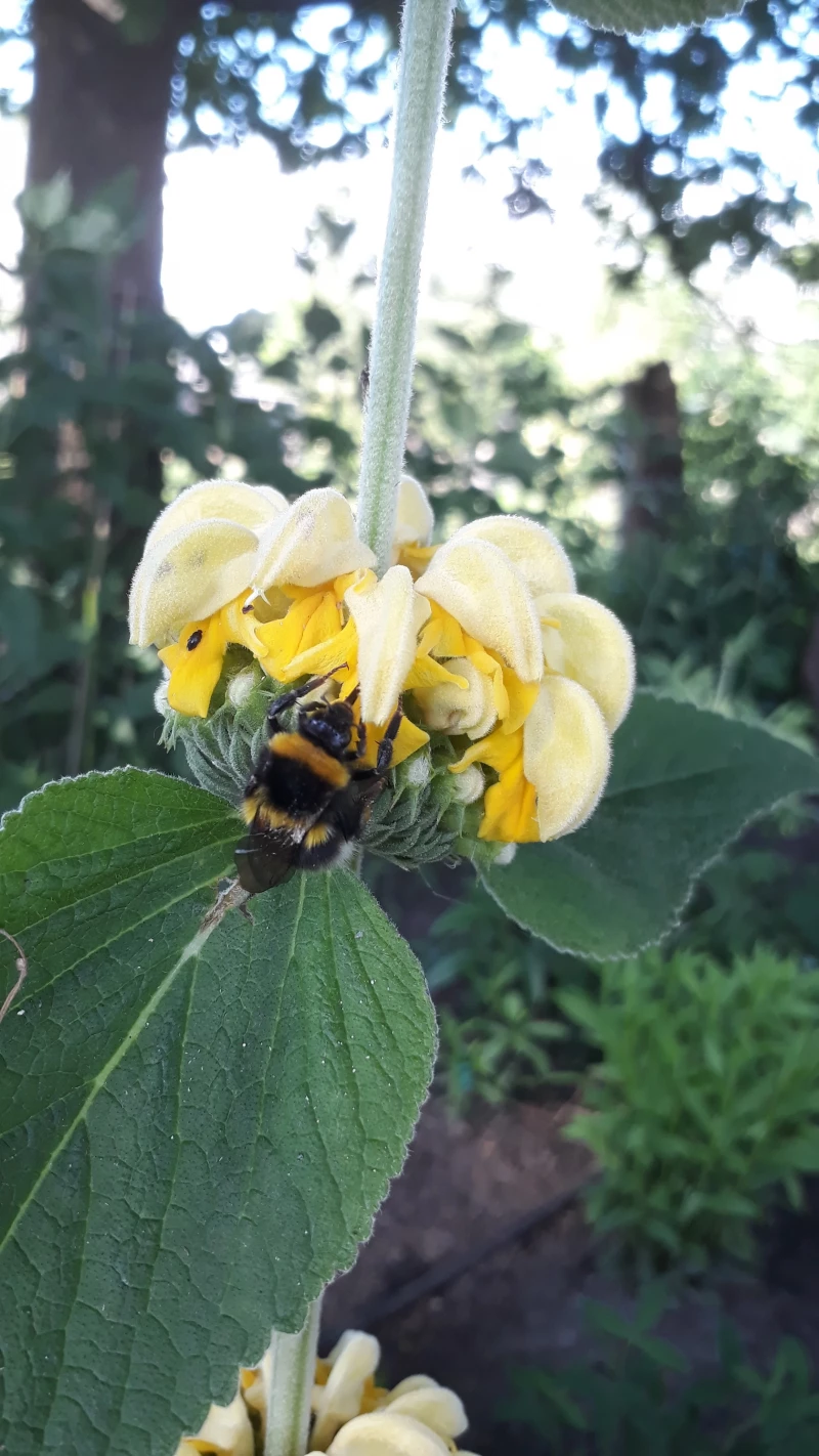 Hellgelbes Brandkraut - Phlomis russeliana