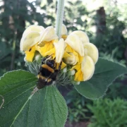 Hellgelbes Brandkraut - Phlomis russeliana