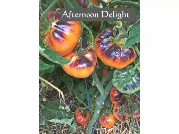 Afternoon Delight