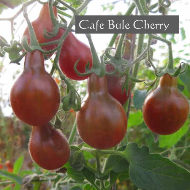 Cafe Bule Cherry