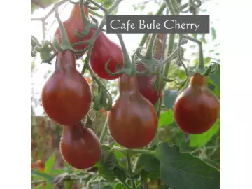 Cafe Bule Cherry