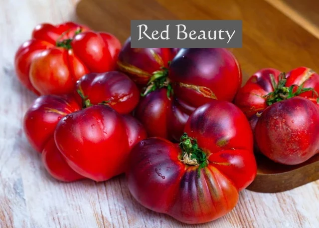 Red Beauty