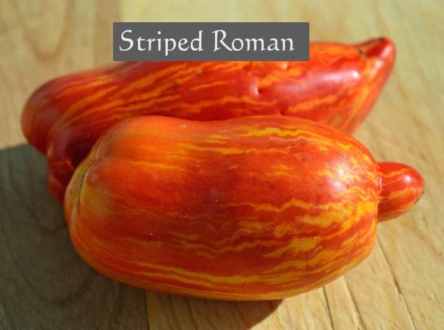 Striped Roman