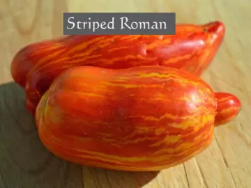 Striped Roman