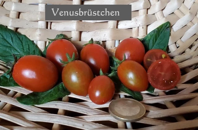 Venusbrüstchen