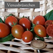Venusbrüstchen (Cocktailtomatensorte