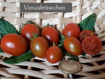 Venusbrüstchen