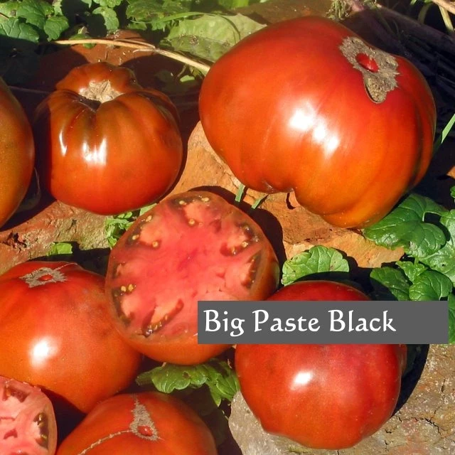 Big Paste Black