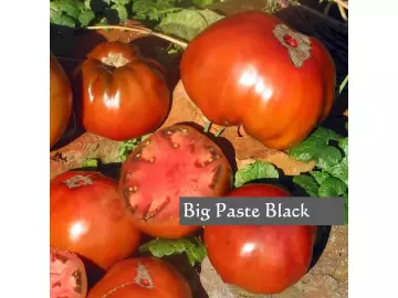 Big Paste Black