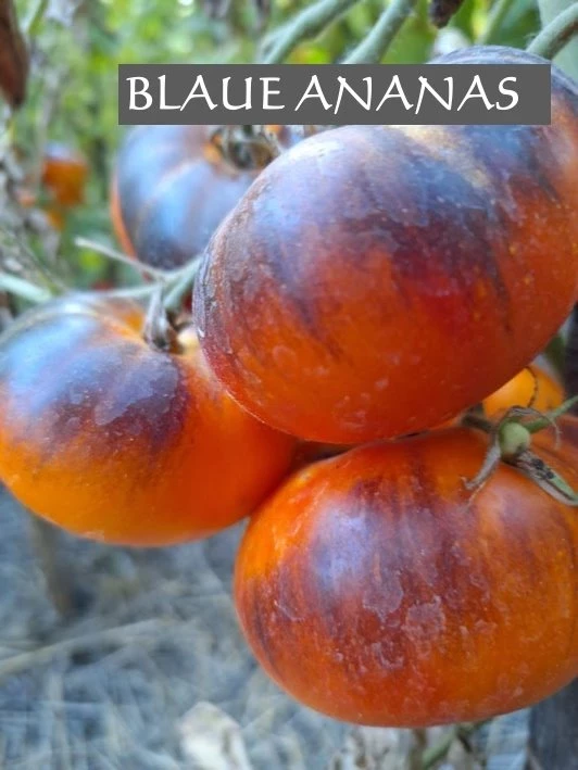 Blaue Ananas