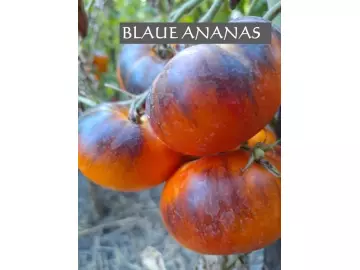 Blaue Ananas