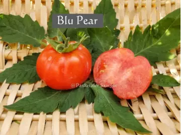 Blue Pear