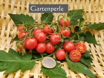 Gartenperle