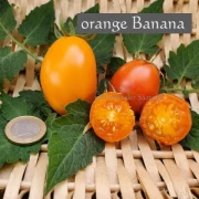 Gartenperle Cherrytomate