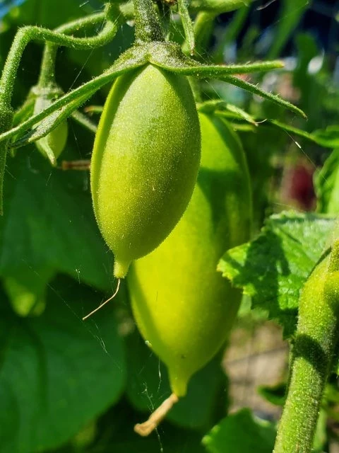 Gartenperle Cherrytomate