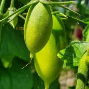 Gartenperle Cherrytomate