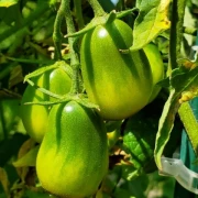 Gartenperle Cherrytomate