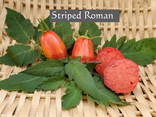 Stiped Roman