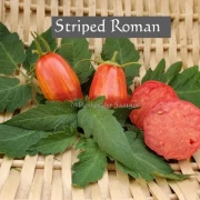 Stiped Roman