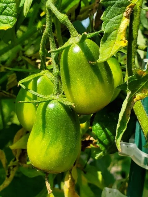 orange Banana, Stabtomate