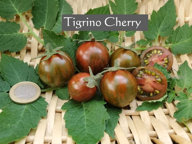 Tigrino (Cherrytomate)